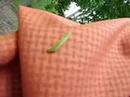 Inchworm (Geometer Moth or Geometra papilionaria)