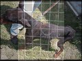 Miracoli... I Dobermann adottati