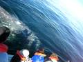 videos de zodiac whale watching, cabo expeditions, Baja, Mexico