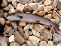 Pescando huchos en el Tormes, coto de Villagonzalo 2, este magnifico ejemplar fue pesacado en las corrientes del principio del coto, devuelto con vida a sus aguas!