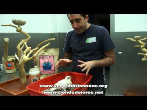 Cacatua Sanguinea - Informacion - Veterinario Online