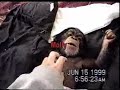 Patty and Molly introduction - chimpanzees