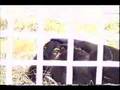Patty and Molly introduction - chimpanzees