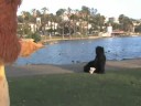 interspecies love