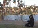 interspecies love