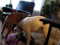 Funny cat vs. boxer dog fight