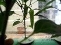Aquaponics 102
