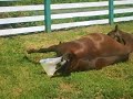 my friends horse giving birth to a baby colt!