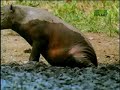 Fooled by Nature - Babirusa Pig Teet