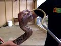Dangerous Snakes at Noah\