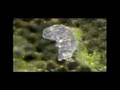 micromacro 2007 - midges, tardigrades, euglena