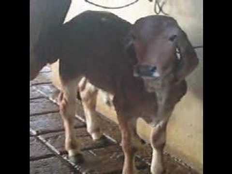 WOLF SEEDS milking in Brazil