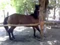 CABALLO BAILANDO PAVIDONAVIDO