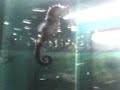 Cavalo Marinho filmado no aquário em Aparecida 