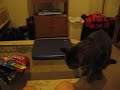 Fletcher the cat wants doritos Fletcher the cat wants doritos
