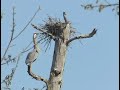 Great Blue Heron Nest w/music