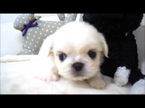 YouTube Preview Image