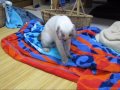 Kitten & cicada.wmv