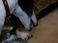 Greyhounds Eat Bambi?!