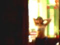 ENSAYO AYAMI MAAK