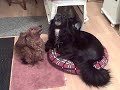 DACHSHUND HOWLING along with SCREAMING Umbrella COCKATOO DACHSHUND HOWLING along with SCREAMING Umbrella COCKATOO