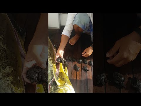 Check Out This Fish Caught In Costa Rica That Ate 32 Baby Turtles
