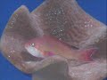 reef aquarium (large)