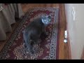 Ender 9, Korat cat