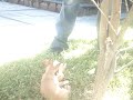 Caribu Kalvo Salvaje.. Caribu Kalvo Salvaje..