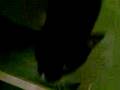 Froggy hugo.