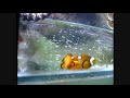 Clown Fish Spawning
