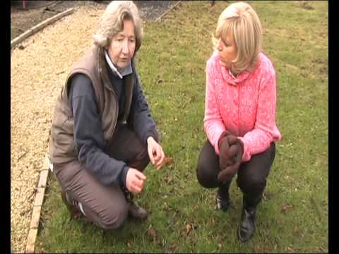 how to transplant crocus