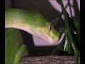 Naechtlicher Besuch bei einigen meiner Chondros