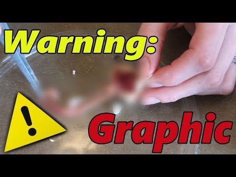 YouTube reptile video