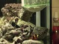 Live Brine Shrimp Feeding Live Brine Shrimp Feeding