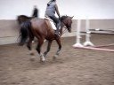 3,5 j�hriger Balou Horse Pferd verkauf sell video 3