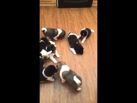 Alaska Akitas 3 weeks old