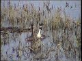 Great Crested Grebe Courtship Ritual