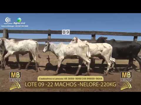 510� LEIL�O VIRTUAL MB LEIL�ES