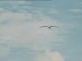 Karat - Albatros