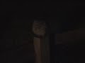 Little Owl 3