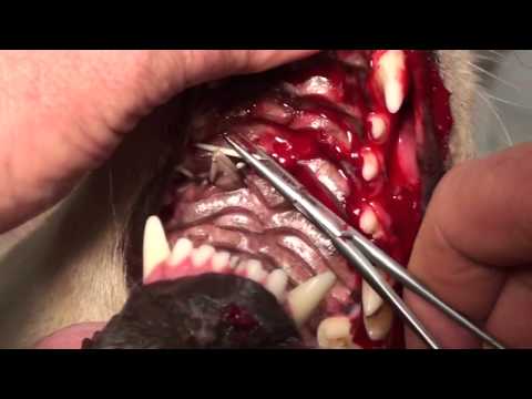how to remove quills from a dog