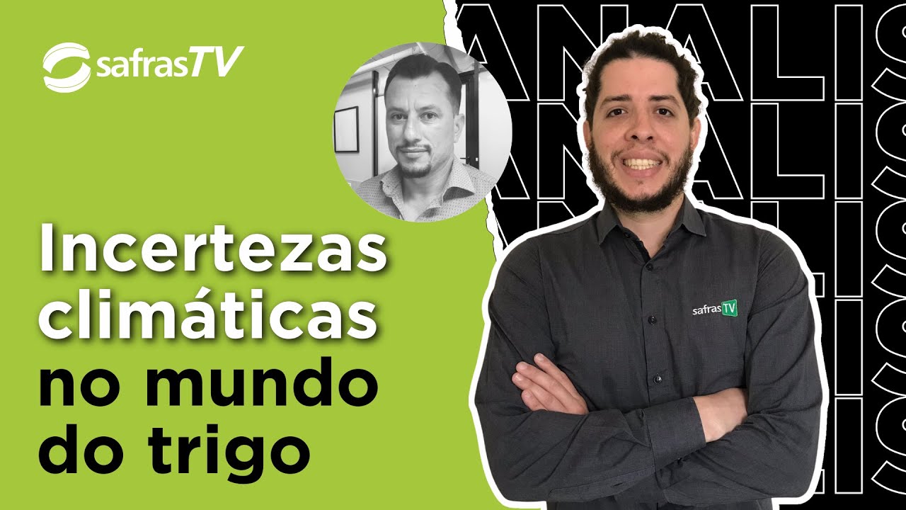 Mercado global de trigo é impactado por incertezas climáticas; Brasil não fica de fora