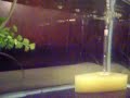 Guppy Fry Guppy Fry