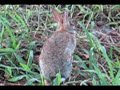 Freddie the Rabbit Freddie the Rabbit