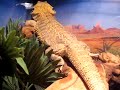 Sparty the Bearded Dragon Sparty the Bearded Dragon
