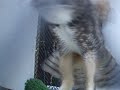 Hooting Great Horned Owl Hooting Great Horned Owl