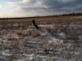Snowkiting Michigan's U.P. Baraga Plains - 12-06
