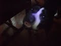 DOG WITH RABIES TRIES TO ATTACK HUMAN!