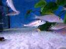 Xenotilapia Katete 002